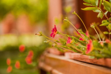 Soyut arkaplanda taze bahçe çiçekleri