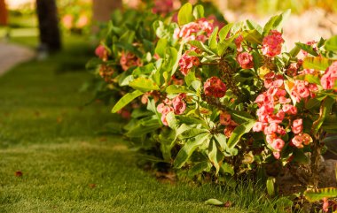 Soyut arkaplanda taze bahçe çiçekleri