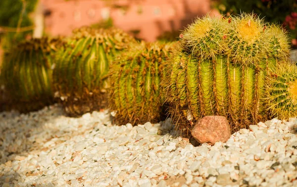 石の装飾夏の庭の日光でサボテンの植物 — ストック写真