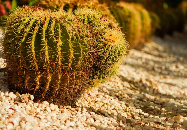 Plantas Cactus Piedra Decorativa Verano Jardín Luz Del Sol —  Fotos de Stock