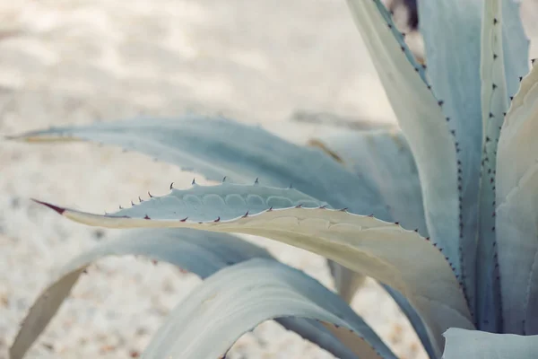 Cactus Planten Steen Decoratieve Zomertuin Zonlicht — Stockfoto