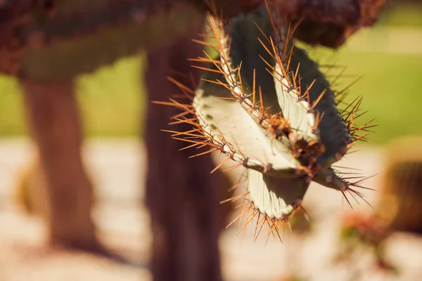 Plantas Cactus Piedra Decorativa Verano Jardín Luz Del Sol —  Fotos de Stock