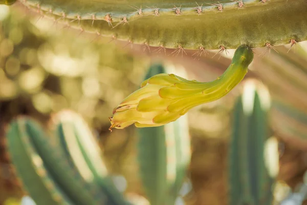 Кактусові Рослини Кам Яному Декоративному Літньому Саду Сонячне Світло — стокове фото