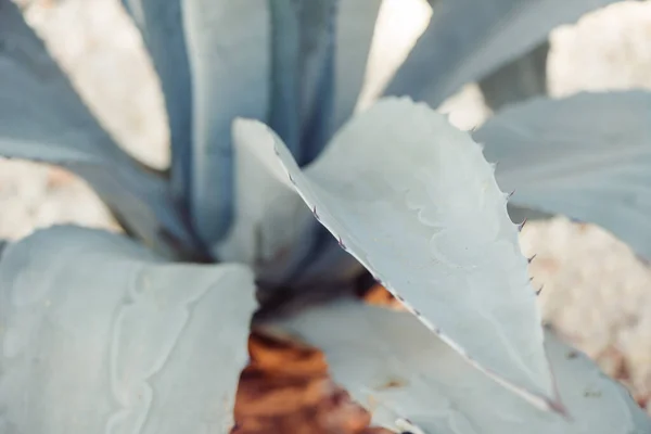 Kakteenpflanzen Steinernen Dekorativen Sommergarten Sonnenlicht — Stockfoto