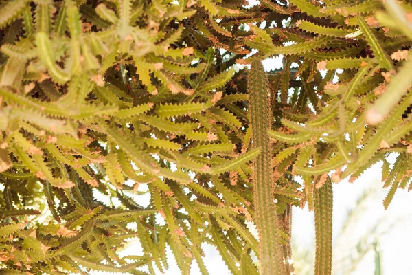 Plantes Cactus Pierre Décorative Jardin Été Lumière Soleil — Photo