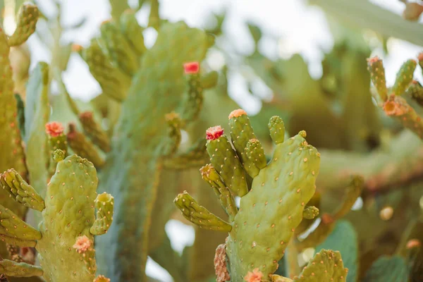 石の装飾夏の庭の日光でサボテンの植物 — ストック写真