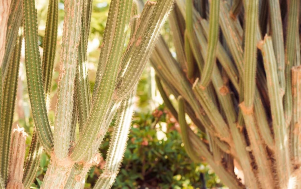 Plantas Cactus Piedra Decorativa Verano Jardín Luz Del Sol —  Fotos de Stock