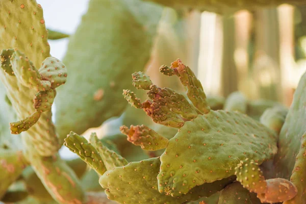 石の装飾夏の庭の日光でサボテンの植物 — ストック写真