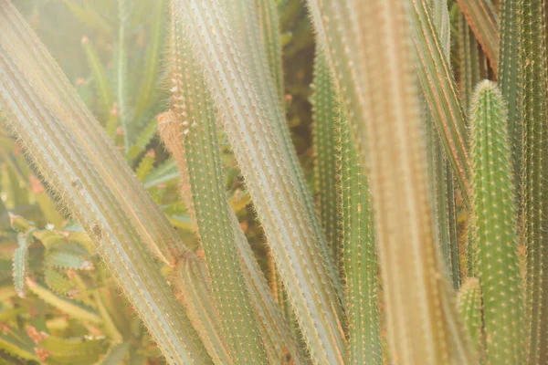 Кактусові Рослини Кам Яному Декоративному Літньому Саду Сонячне Світло — стокове фото