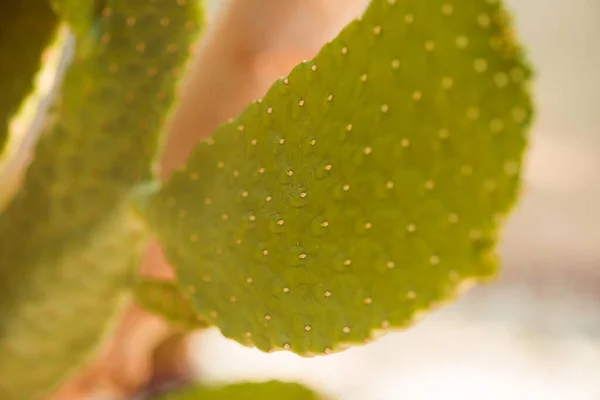 石の装飾夏の庭の日光でサボテンの植物 — ストック写真