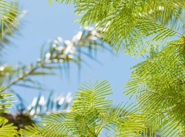 Verse Tropische Boomtakken Met Bladeren Close Onder Zomerzon — Stockfoto