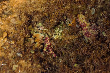 Kayaların üzerinde mercanlar ve yosunlarla alçak deniz manzarası