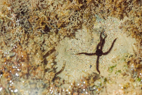 Starfish Water Low Tide Red Sea — Stock Photo, Image