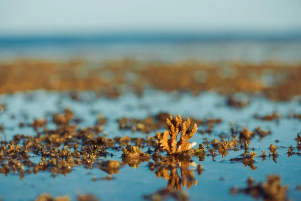 Low Tide Sea Scape Corals Seaweed Stones — Stock Photo, Image