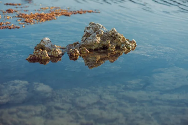 Odpływy Morskie Koralami Wodorostami Morskimi Kamieniach — Zdjęcie stockowe