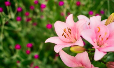 Yaz bahçesi bahçesinde çok renkli çiçekler