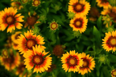 Yaz bahçesi bahçesinde çok renkli çiçekler