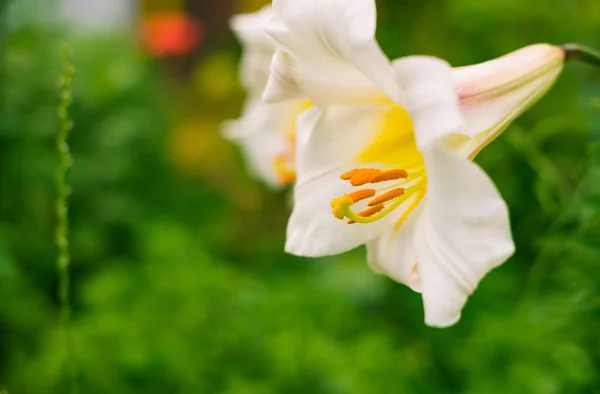 Bunte Blumen Auf Sommerlichem Gartenboden — Stockfoto