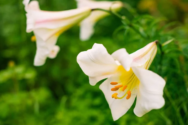 Bunte Blumen Auf Sommerlichem Gartenboden — Stockfoto