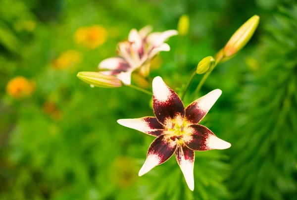 Bunte Blumen Auf Sommerlichem Gartenboden — Stockfoto