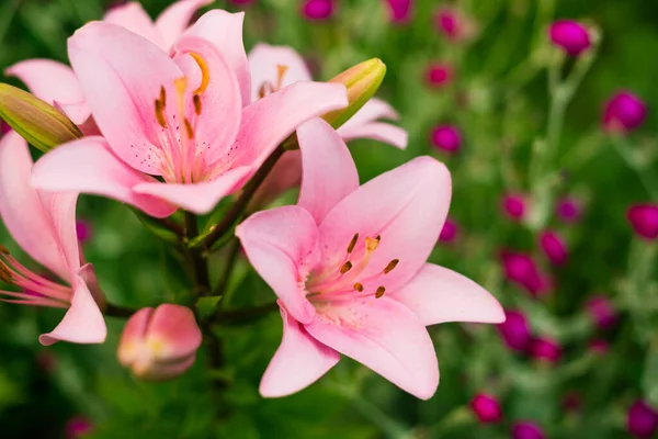Bunte Blumen Auf Sommerlichem Gartenboden — Stockfoto