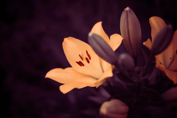 Multicolor Flowers Summer Garden Ground — Stock Photo, Image