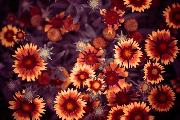 Flerfärgad Blommor Sommaren Trädgård Grund — Stockfoto