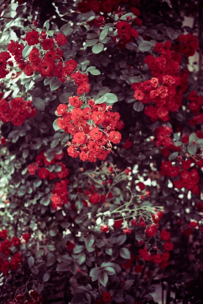 Flerfärgad Blommor Sommaren Trädgård Grund — Stockfoto