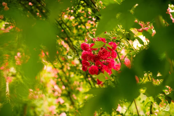 Flores Multicolor Suelo Del Jardín Verano — Foto de Stock