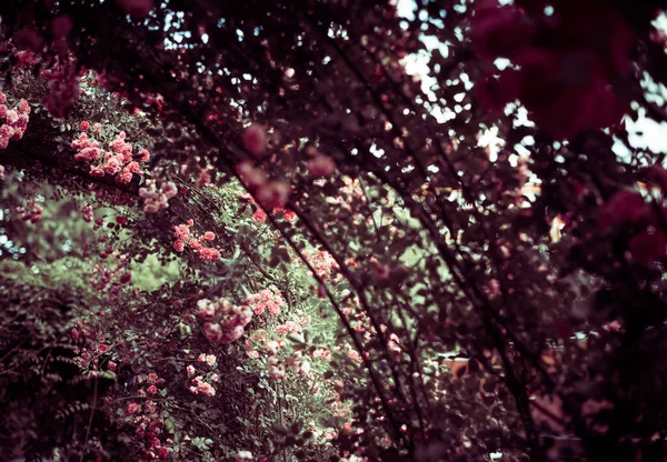 Flerfärgad Blommor Sommaren Trädgård Grund — Stockfoto