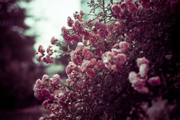 Flerfärgad Blommor Sommaren Trädgård Grund — Stockfoto