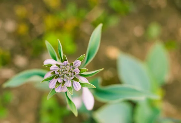 Wielokolorowe Kwiaty Letniej Ziemi Ogrodowej — Zdjęcie stockowe