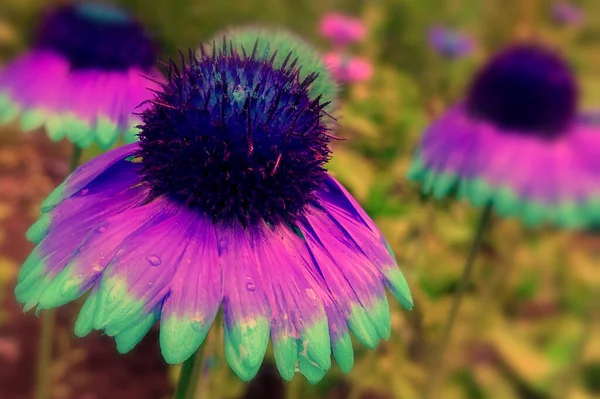 Teinte Été Jardin Fleurs Gros Plan — Photo