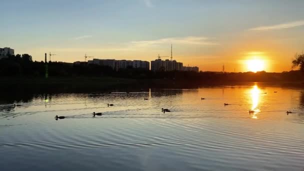 夏日夕阳西下 清澈的池塘水面上飘扬的鸭子 — 图库视频影像