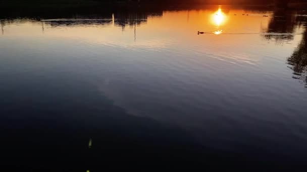 Patos Que Fluem Sobre Superfície Água Lagoa Tranquila Pôr Sol — Vídeo de Stock