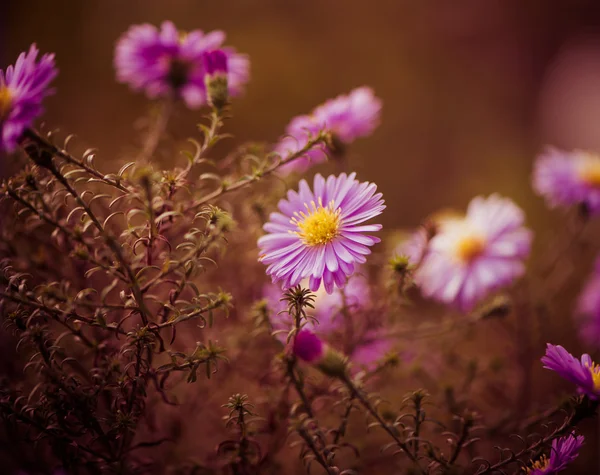 Violette bloem — Stockfoto