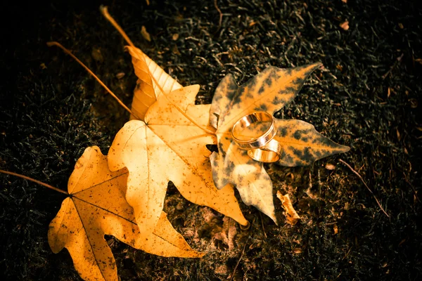 Vigselringar på falen leafs — Stockfoto