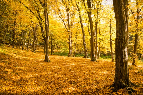 Jesień las sceniczny — Zdjęcie stockowe