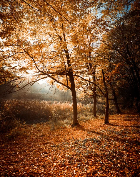 Herbst Wald landschaftlich — Stockfoto