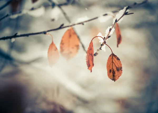 Ramos de árvores nevadas com folhas — Fotografia de Stock