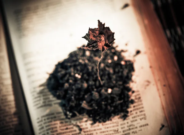 死亡的植物，在书页 — 图库照片