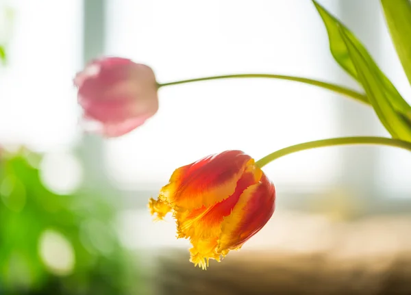 Tulpen op achtergrond van venster — Stockfoto