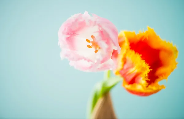 Flores de tulipán —  Fotos de Stock