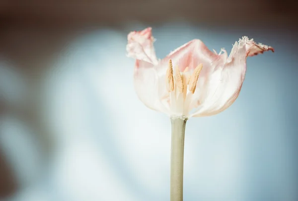 Άνοιξη τουλίπα λουλούδι — Φωτογραφία Αρχείου