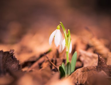 Kardelen kuru yapraklar