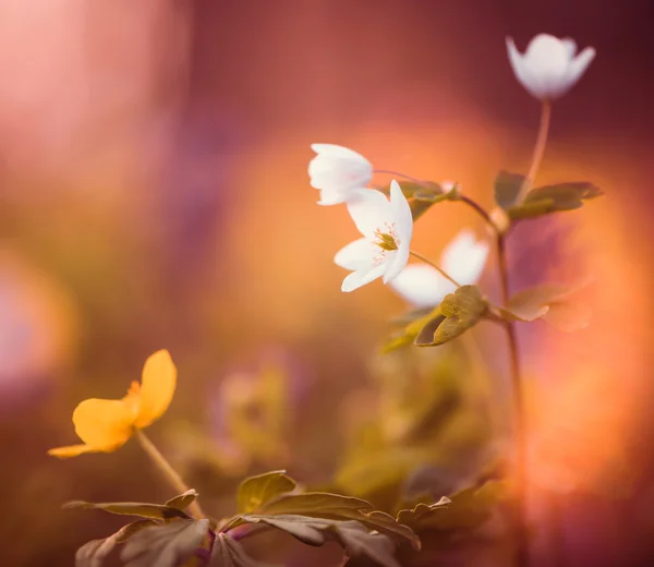 Frühlingsblumen im Wald — Stockfoto