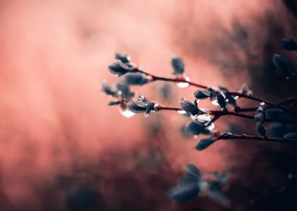 Rainy plants — Stock Photo, Image