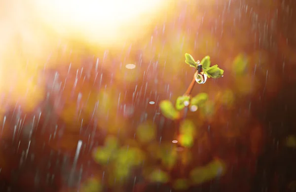 Rainy plants — Stock Photo, Image