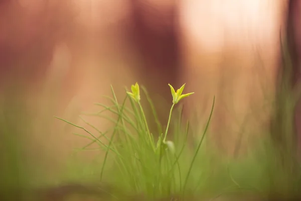 Frühlingsblumen im Wald — Stockfoto