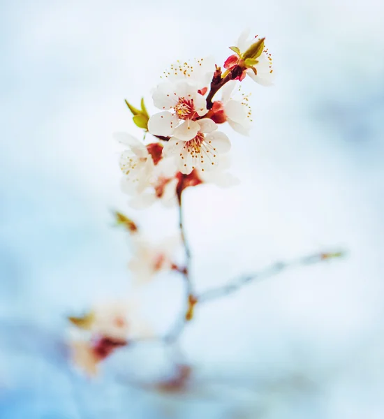 Körsbär blommor — Stockfoto